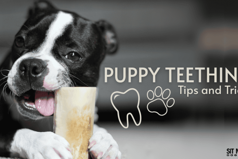 How to Soothe Puppy Teething Pain