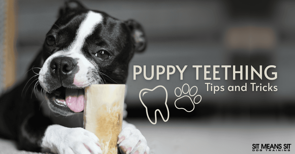 How to Soothe Puppy Teething Pain