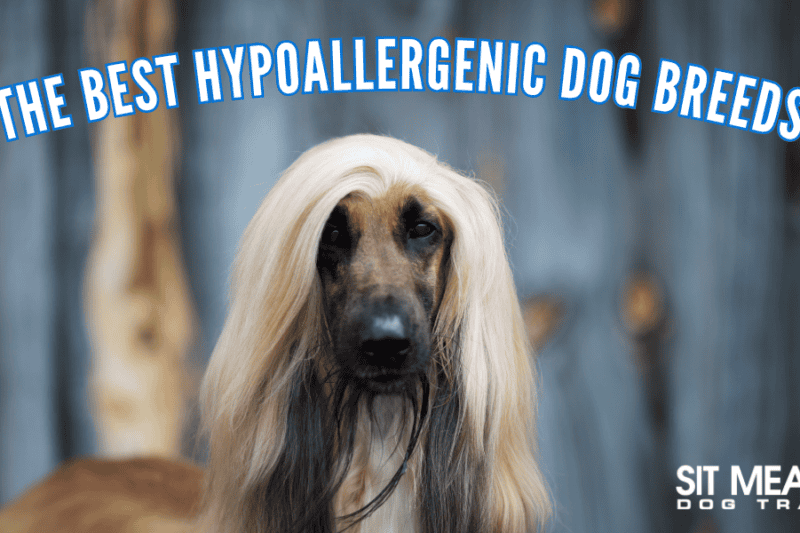 The Best Hypoallergenic Dog Breeds