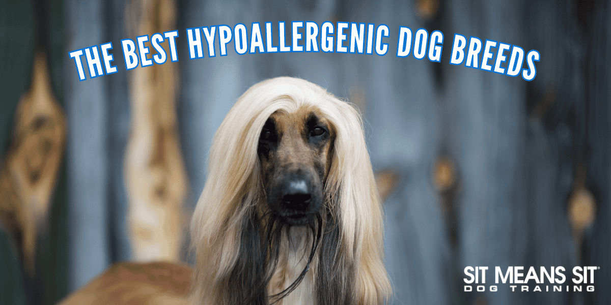The Best Hypoallergenic Dog Breeds