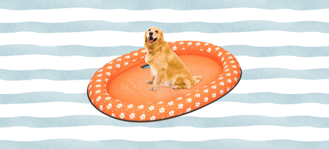 The Best Dog Water Toys for Pool, Beach, or Backyard Fun
