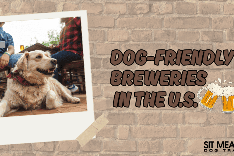 Paws & Pints: Dog-Friendly Breweries to Visit in the U.S.