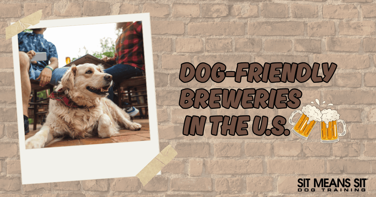 Paws & Pints: Dog-Friendly Breweries to Visit in the U.S.