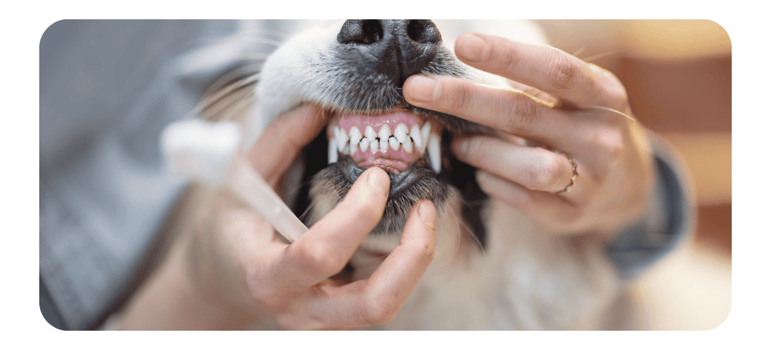How to Soothe Puppy Teething Pain