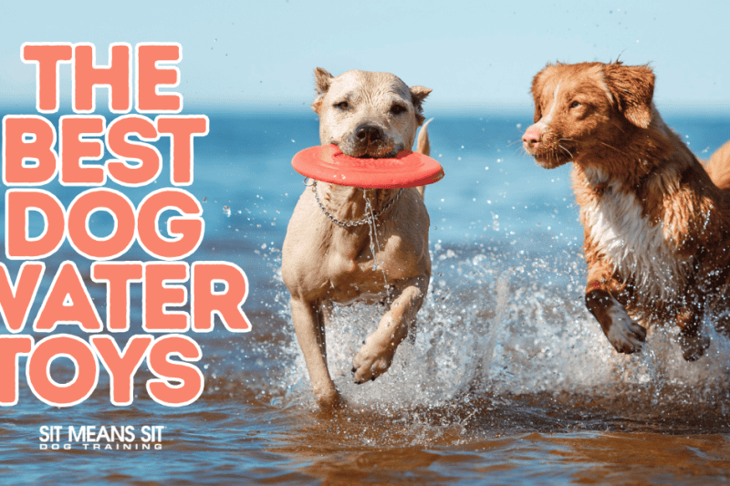 The Best Dog Water Toys for Pool, Beach, or Backyard Fun