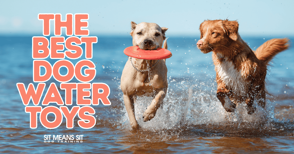 The Best Dog Water Toys for Pool, Beach, or Backyard Fun