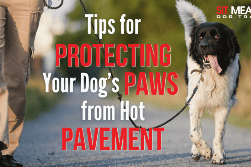 Tips for Protecting Your Dog's Paws from Hot Pavement