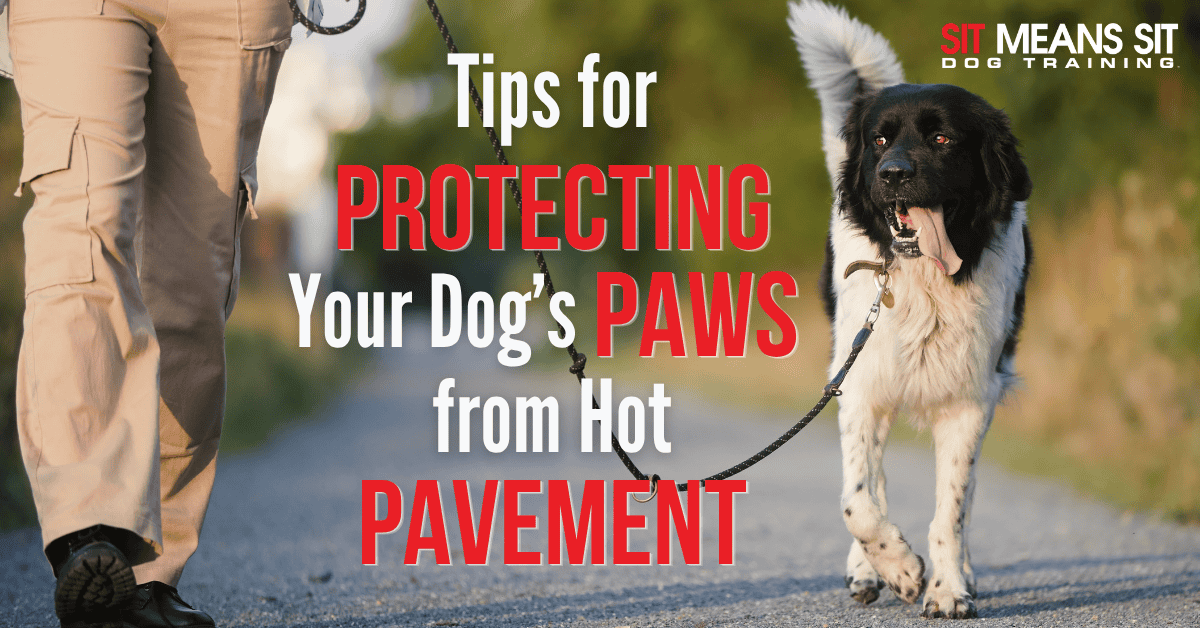 Tips for Protecting Your Dog's Paws from Hot Pavement