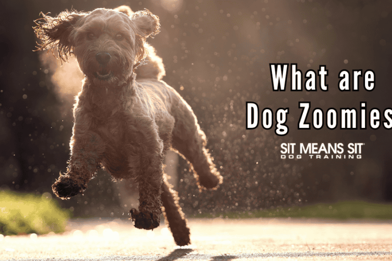 What are Dog Zoomies?