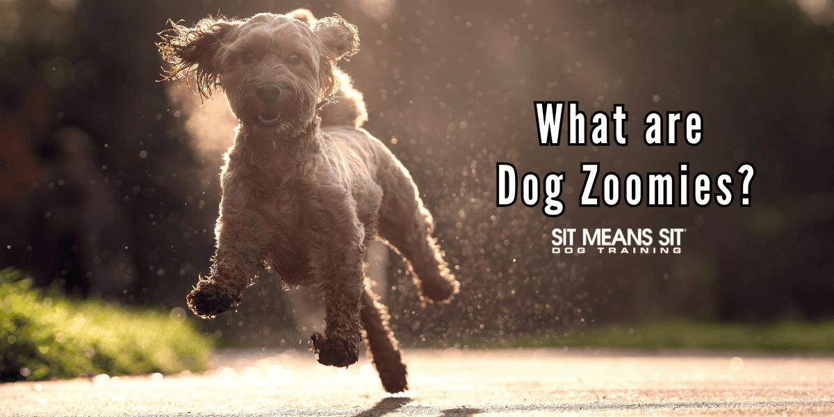 What are Dog Zoomies?
